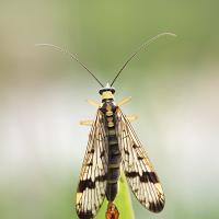 Scorpion Fly male 2 OLYMPUS DIGITAL CAMERA